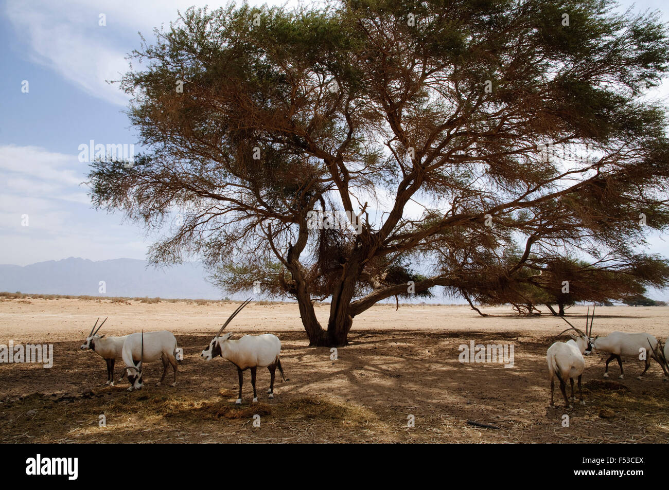 Arabian Oryx antelopes, safari, animal park Chaj Bar / Hai-Bar Yotvata, Negev, Israel Stock Photo