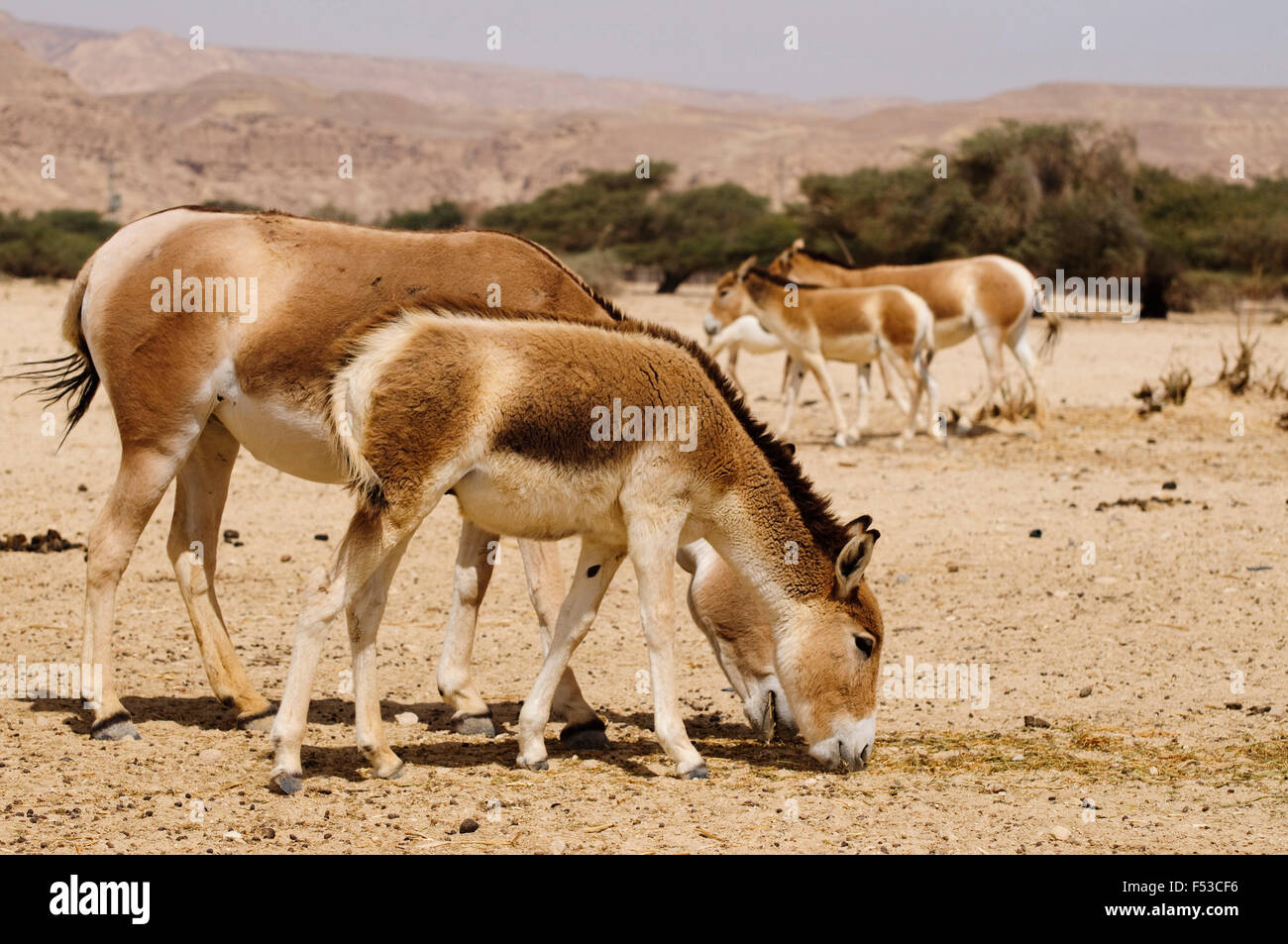 Asian wild donkeys, safari, animal park Chaj bar / Hai-Bar Yotvata, Negev, Israel Stock Photo