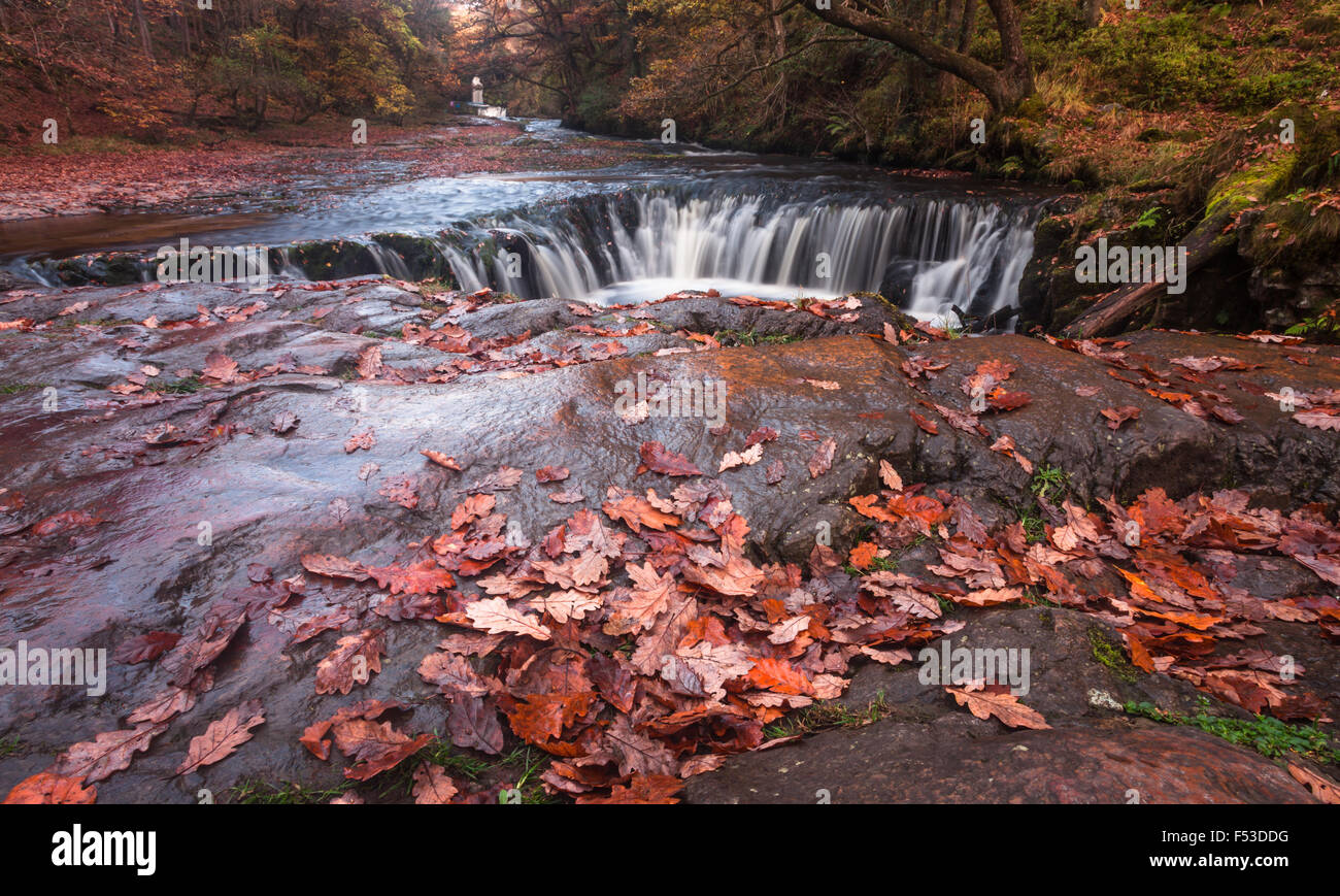 Horseshoe leaves hires stock photography and images Alamy