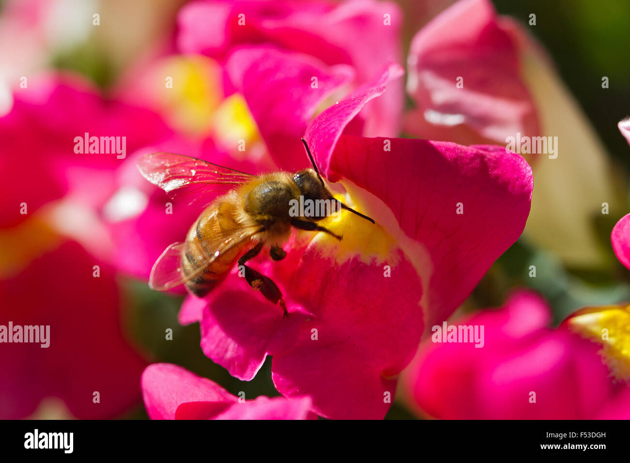Honey bee on snapdragon Stock Photo