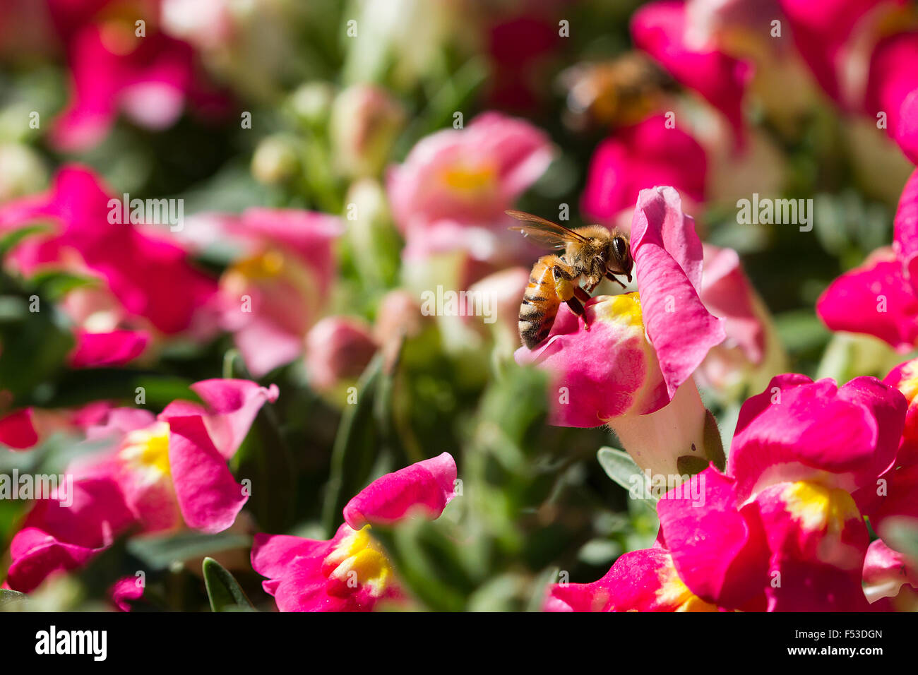 Honey bee on snapdragon Stock Photo