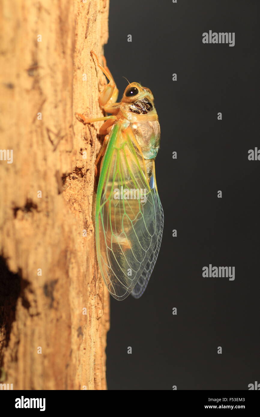 Cicada transformation (Cryptotympana facialis) in Japan Stock Photo