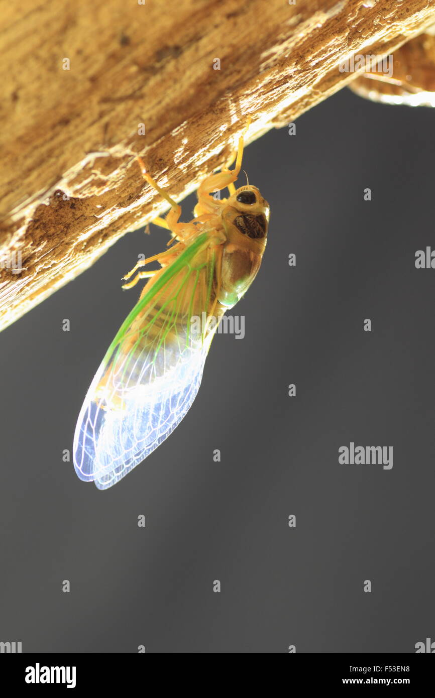 Cicada transformation (Cryptotympana facialis) in Japan Stock Photo