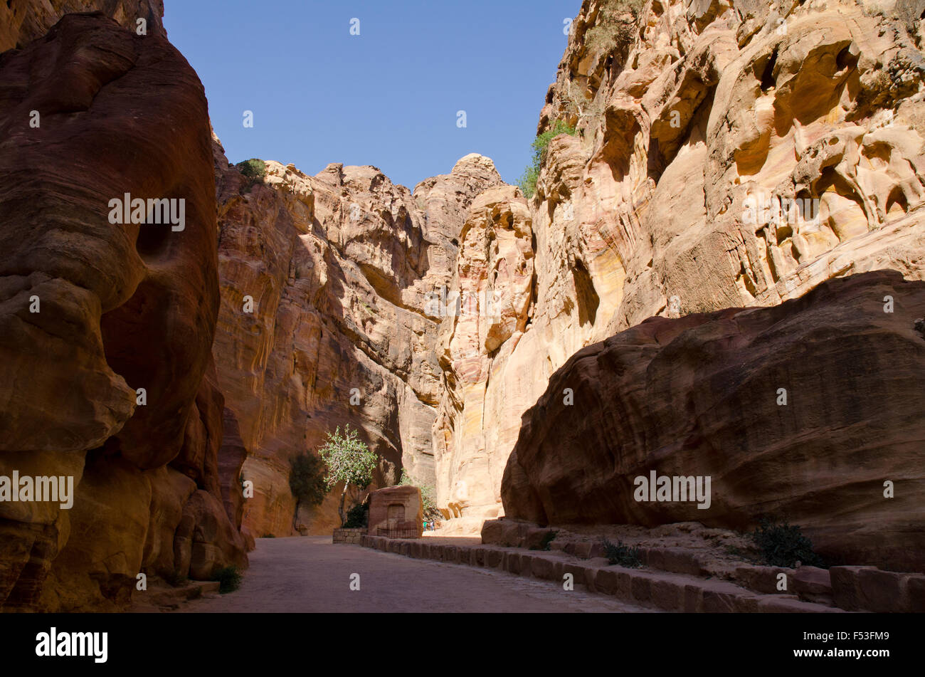 a small tree growing in the gorge leading into the historical dead city of petra, jordan Stock Photo