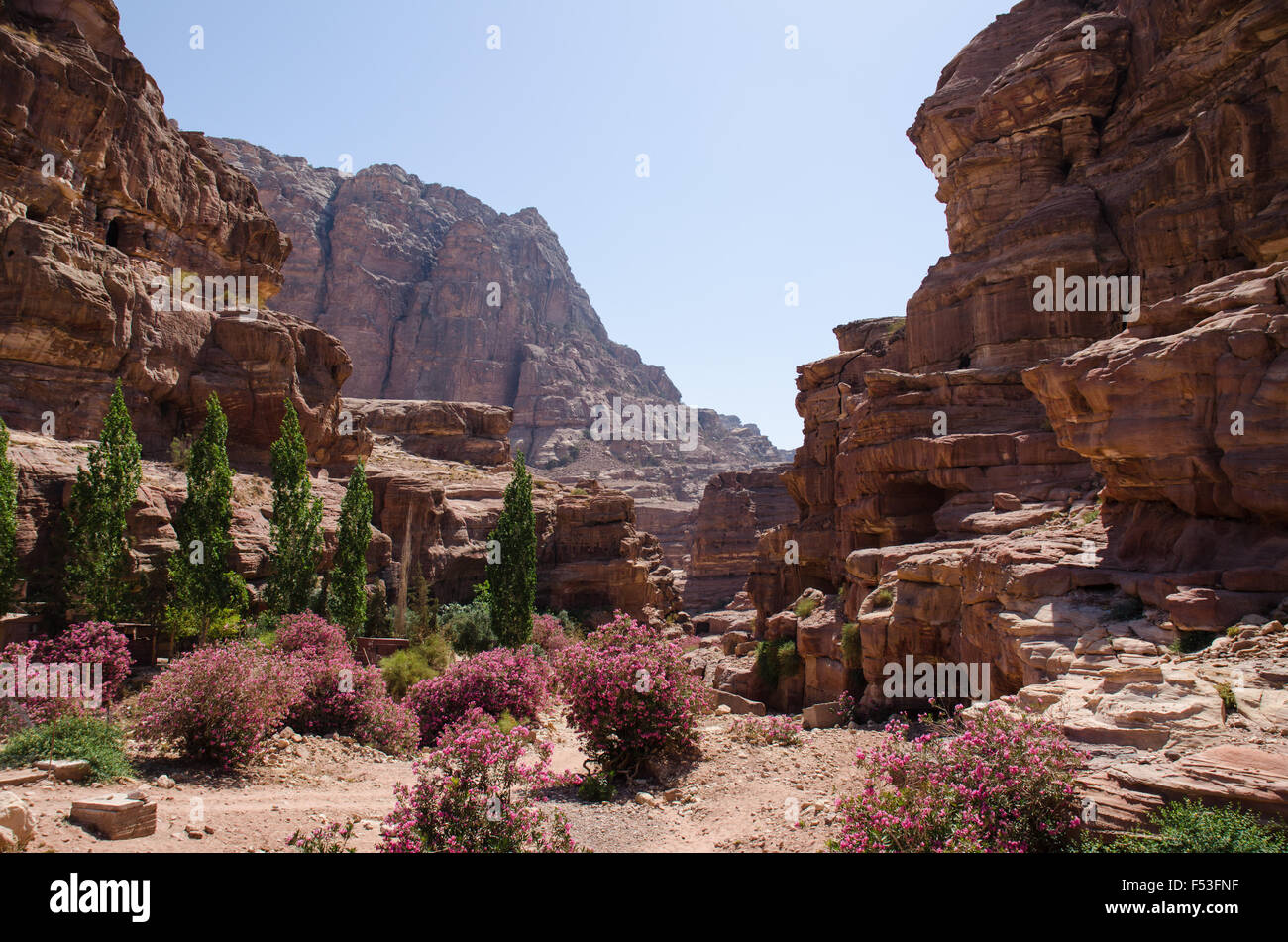 Middle east desert flower hires stock photography and images Alamy
