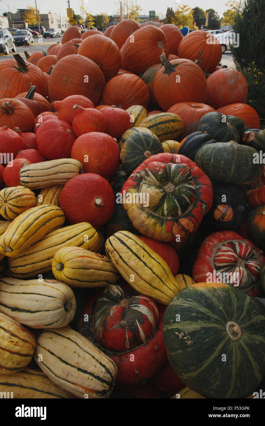 Assorted pumpkins grown in Quebec, Canada Stock Photo Alamy