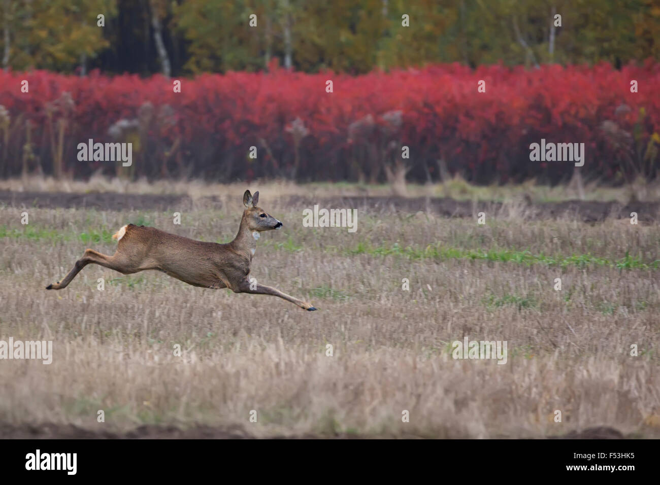 Roe-deer on the run in the wild Stock Photo
