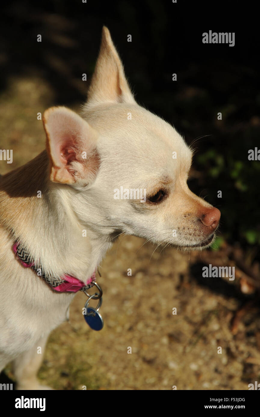 Chihuahua pet dog head profile Stock Photo