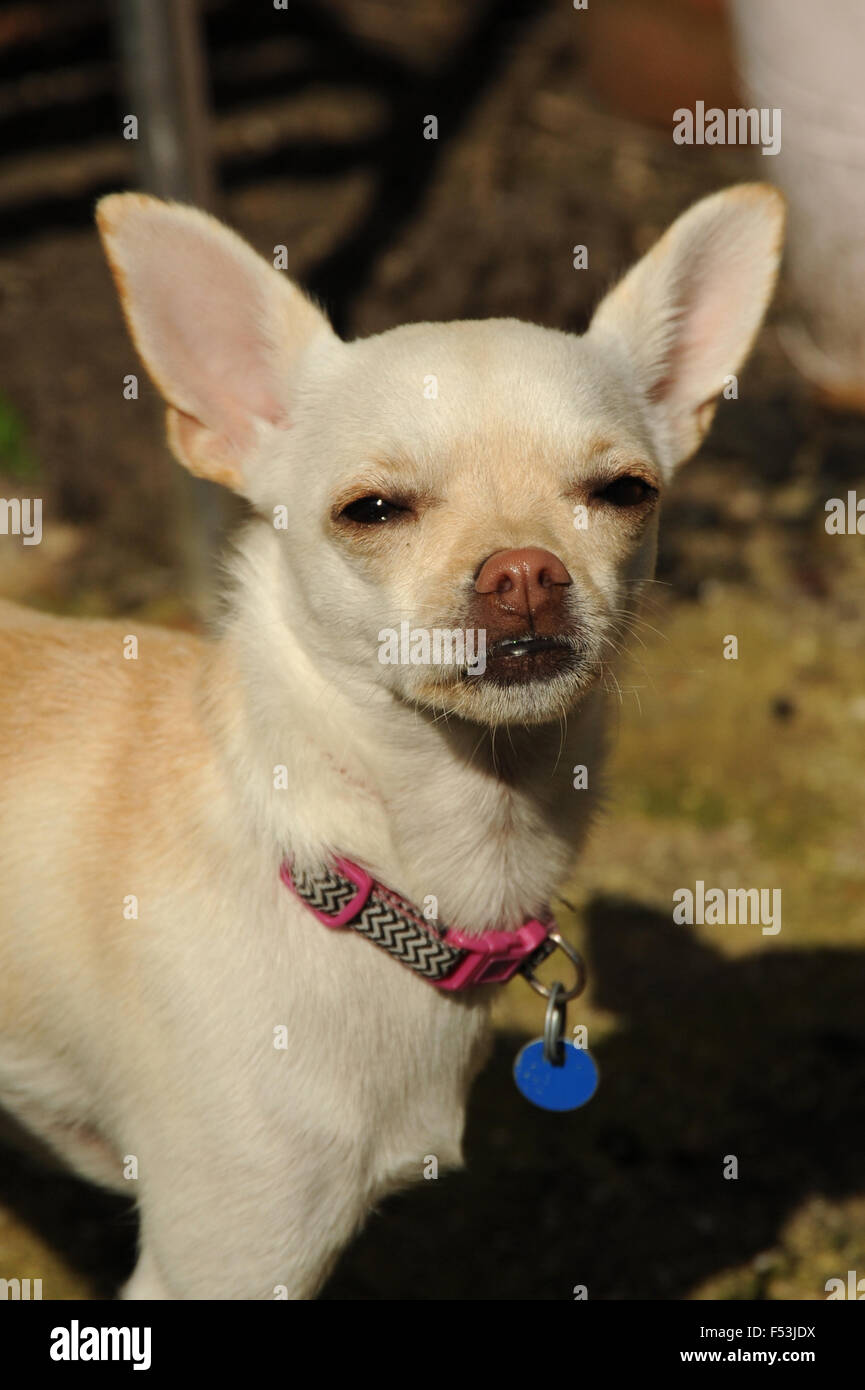 Pet dog chihuahua head shot Stock Photo