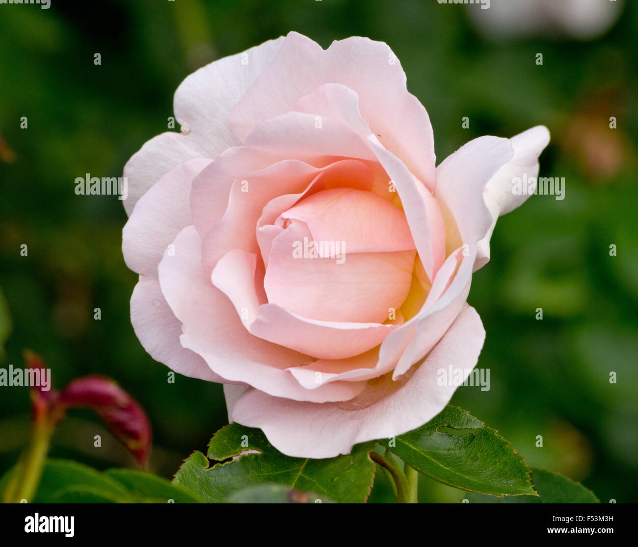 Rose Peach Blossom Stock Photo Alamy