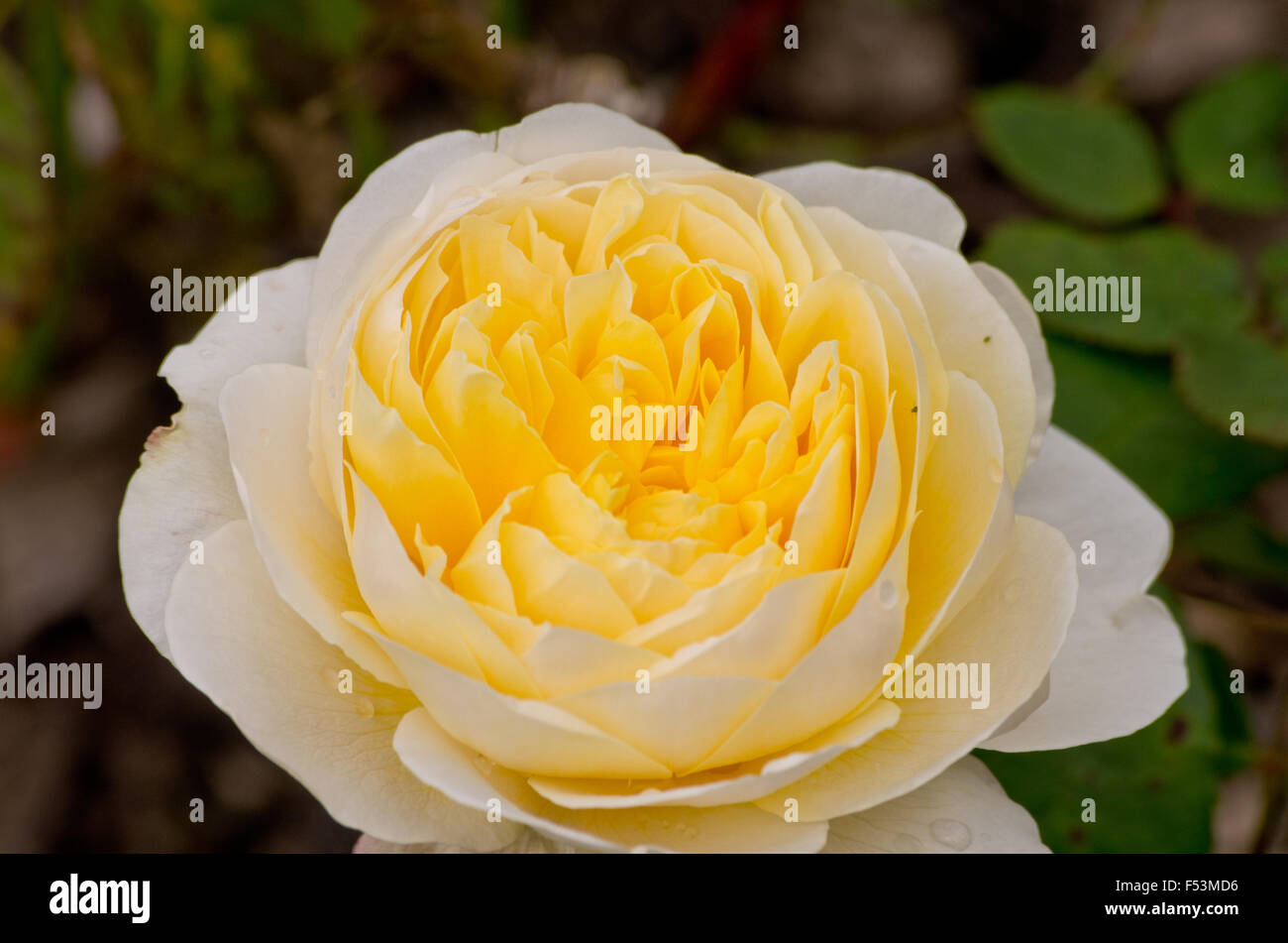 Yellow British Roses Yellow english garden rose hi-res stock photography and images - Alamy