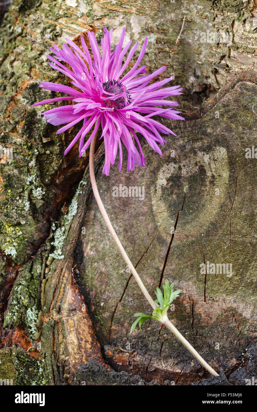 Anemone on old tree trunk Stock Photo - Alamy
