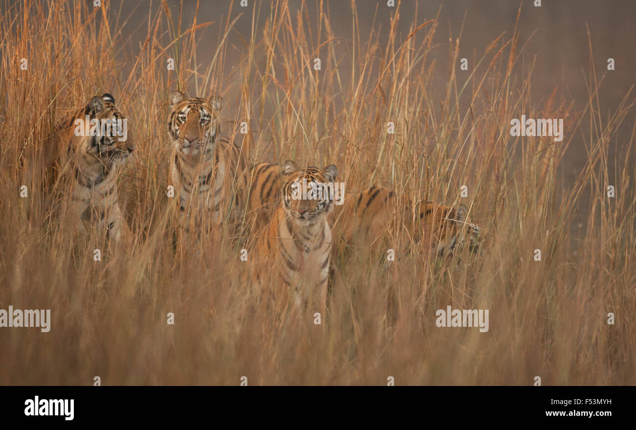 Four sisters of Telia lake in Tadoba Andhari Tiger Reserve on winter morning in tall grass with golden sunlight. Stock Photo