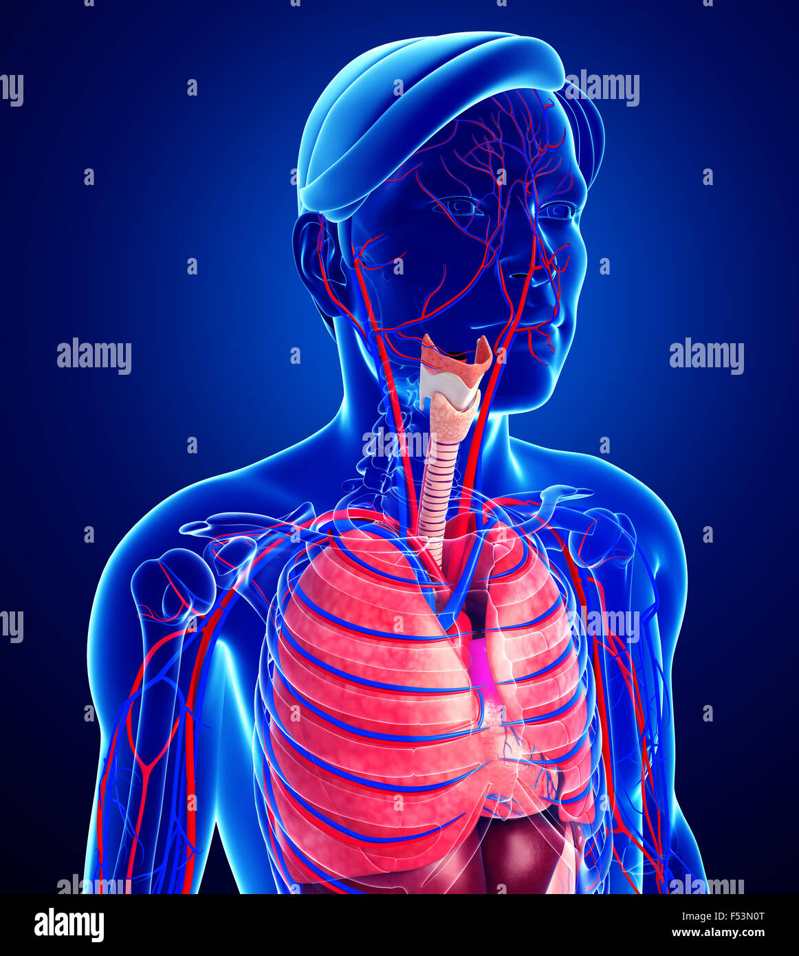 Illustration of male respiratory and circulatory system Stock Photo Alamy