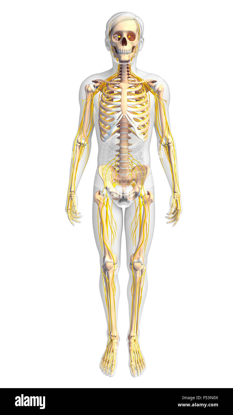 Illustration of male skeleton with nervous system Stock Photo - Alamy