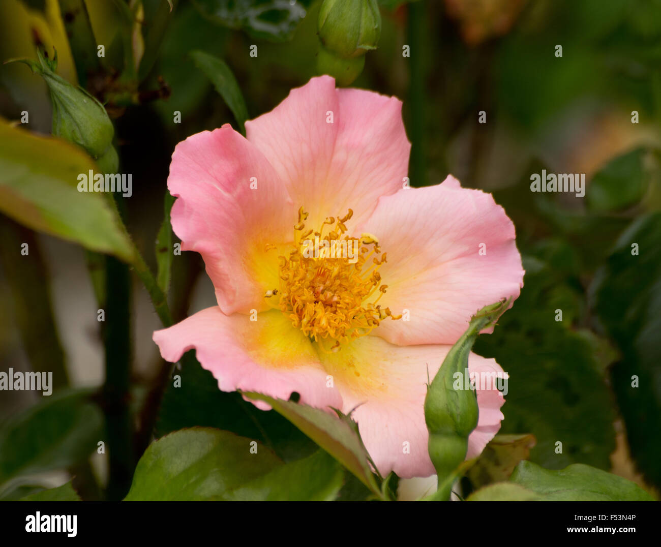 Rose Dainty Maid Stock Photo