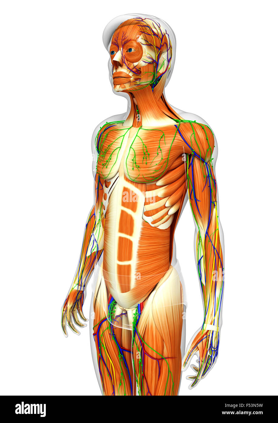 Physical Body 3d rendered illustration of human body anatomy Stock Photo - Alamy
