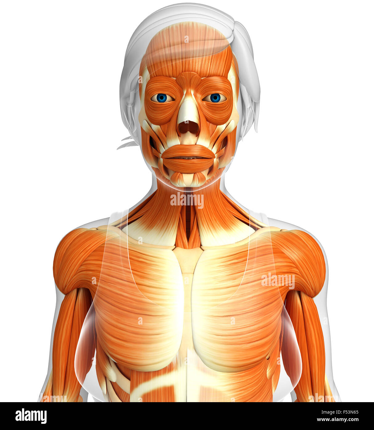 Physical Body 3d rendered illustration of human body anatomy Stock Photo - Alamy