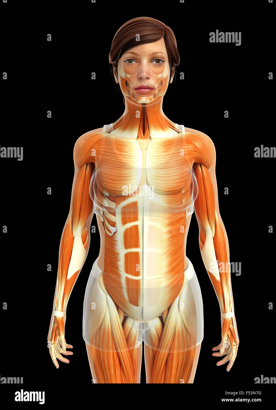 Physical Body 3d rendered illustration of human body anatomy Stock Photo - Alamy