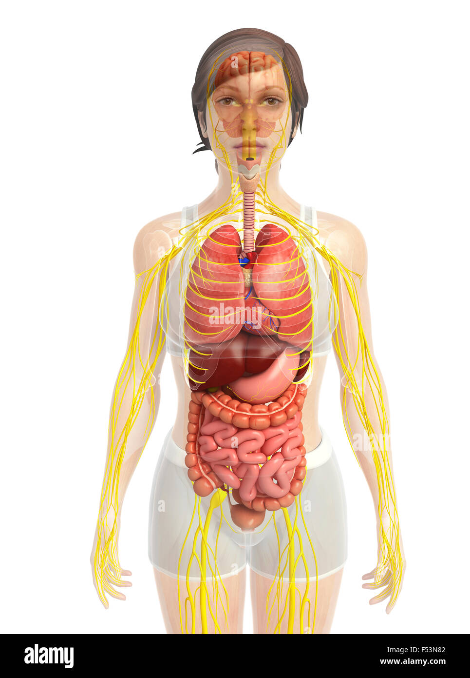 3d rendered illustration of human body anatomy Stock Photo - Alamy