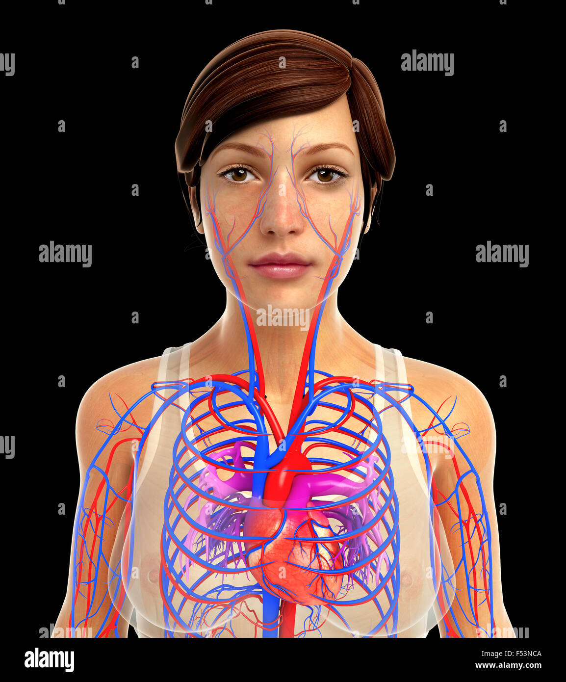 3d rendered illustration of human body anatomy Stock Photo Alamy