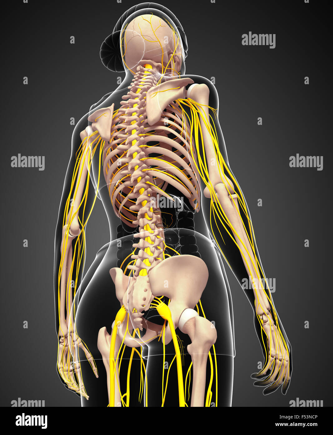 Illustration of female skeleton with nervous system Stock Photo Alamy