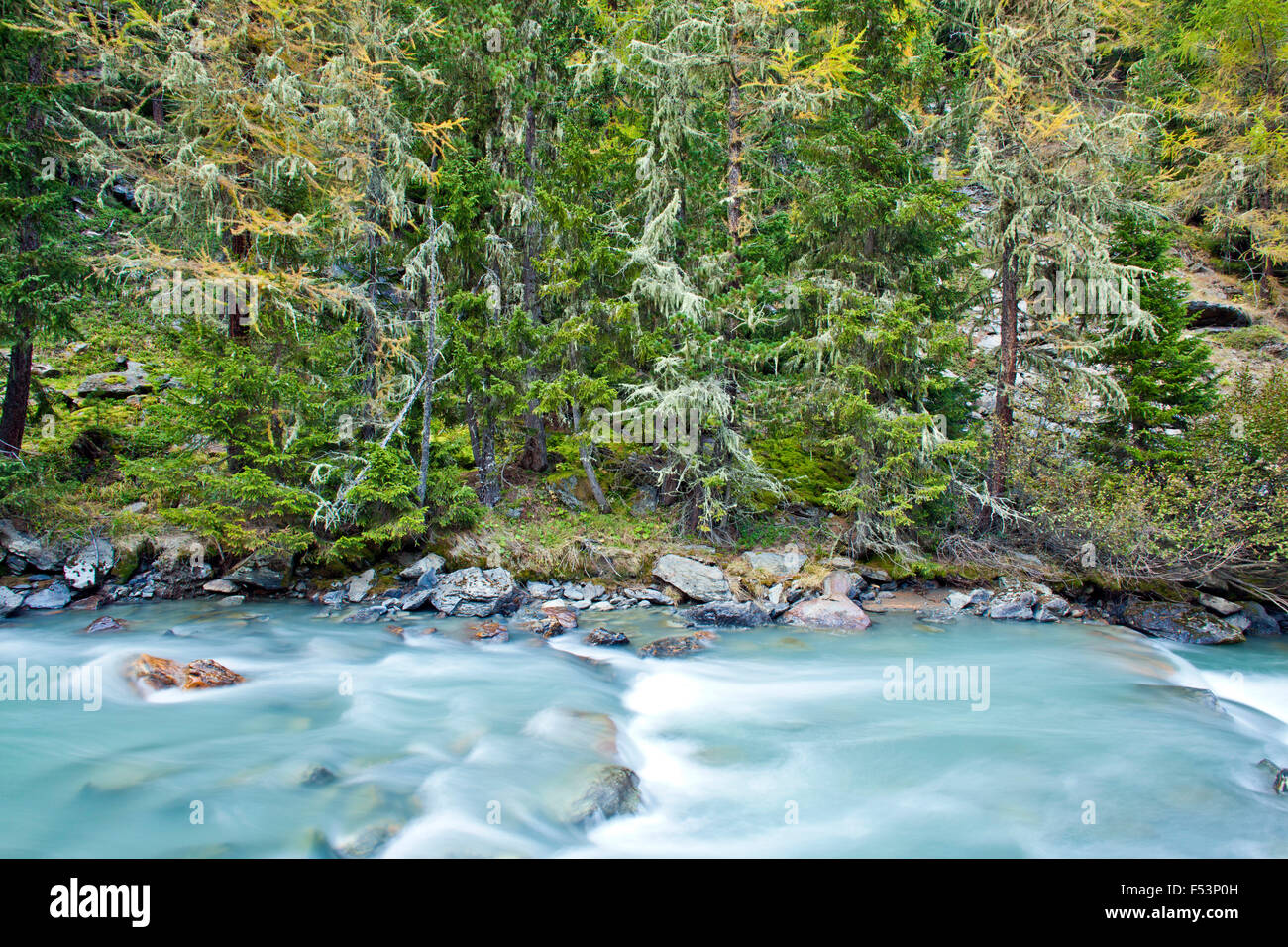 Brook Front View Brook in front of coniferous forest Stock Photo - Alamy