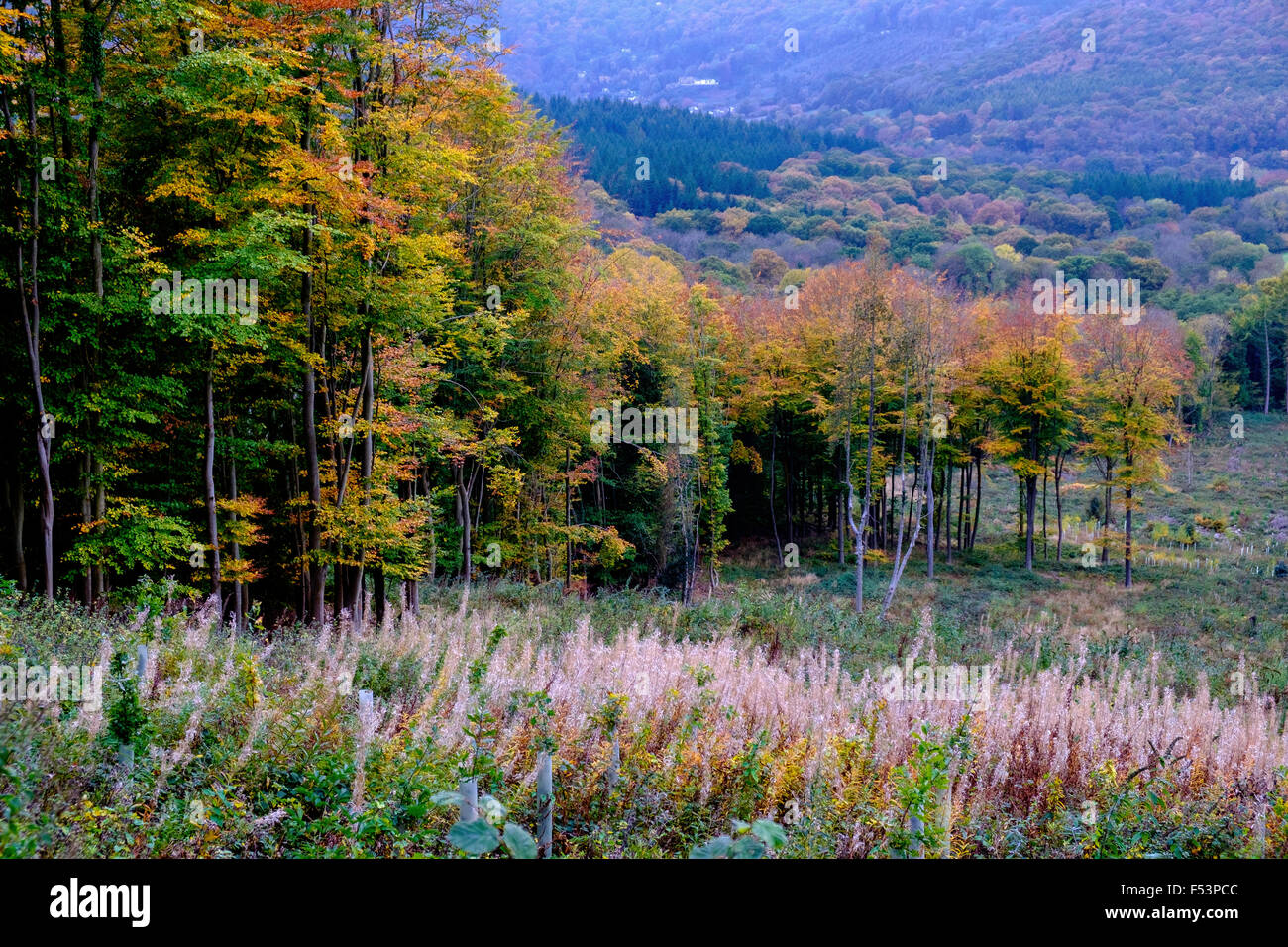 Autumn trees and woodland in landscape in Wye Valley with hills in background Stock Photo