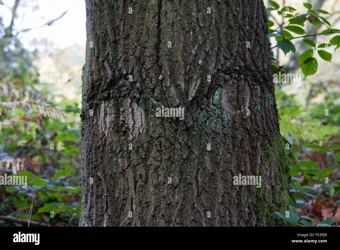 The trees have eyes Stock Photo Alamy