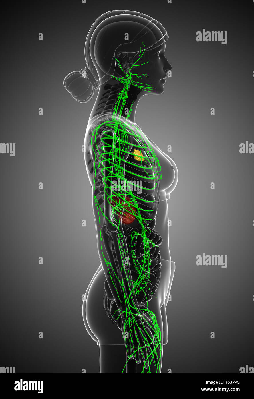 Thoracic lymph nodes hires stock photography and images Alamy