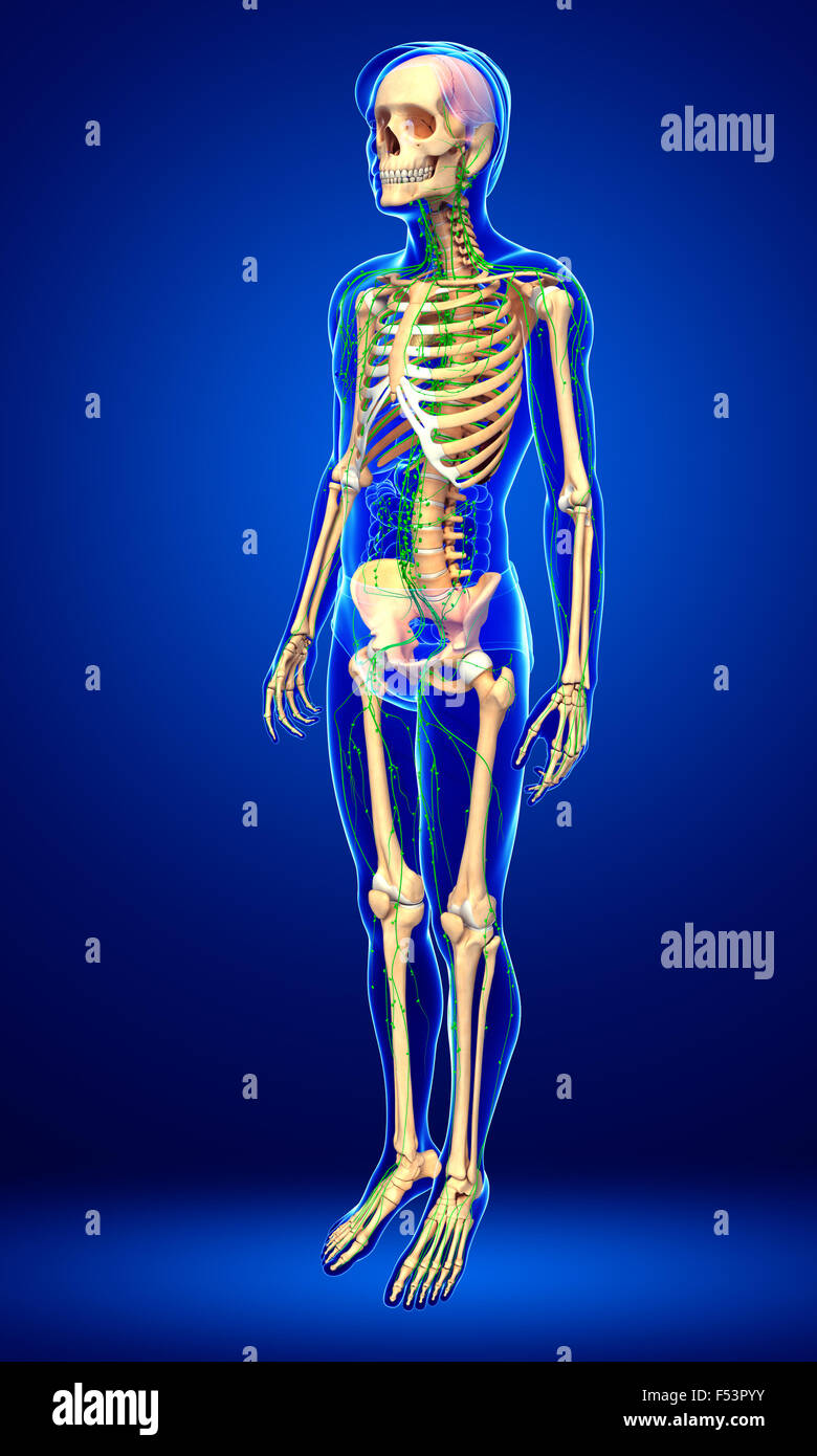 Illustration of Male skeleton with lymphatic system Stock Photo - Alamy