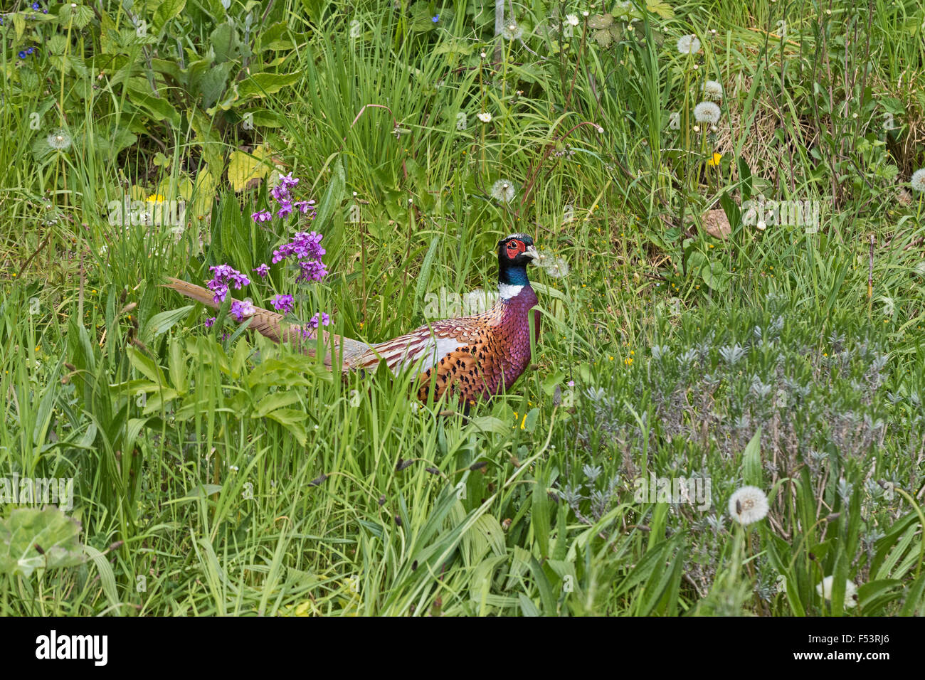 An urbanised Ring-necked Pheasant wandering in a neglected London garden Stock Photo