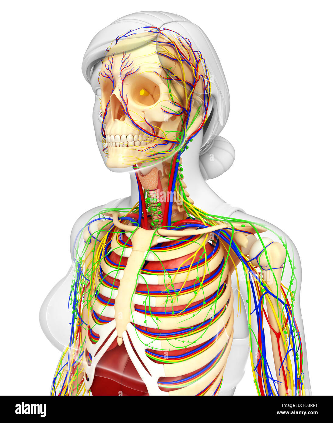 Nervous lymphatic hi-res stock photography and images - Alamy