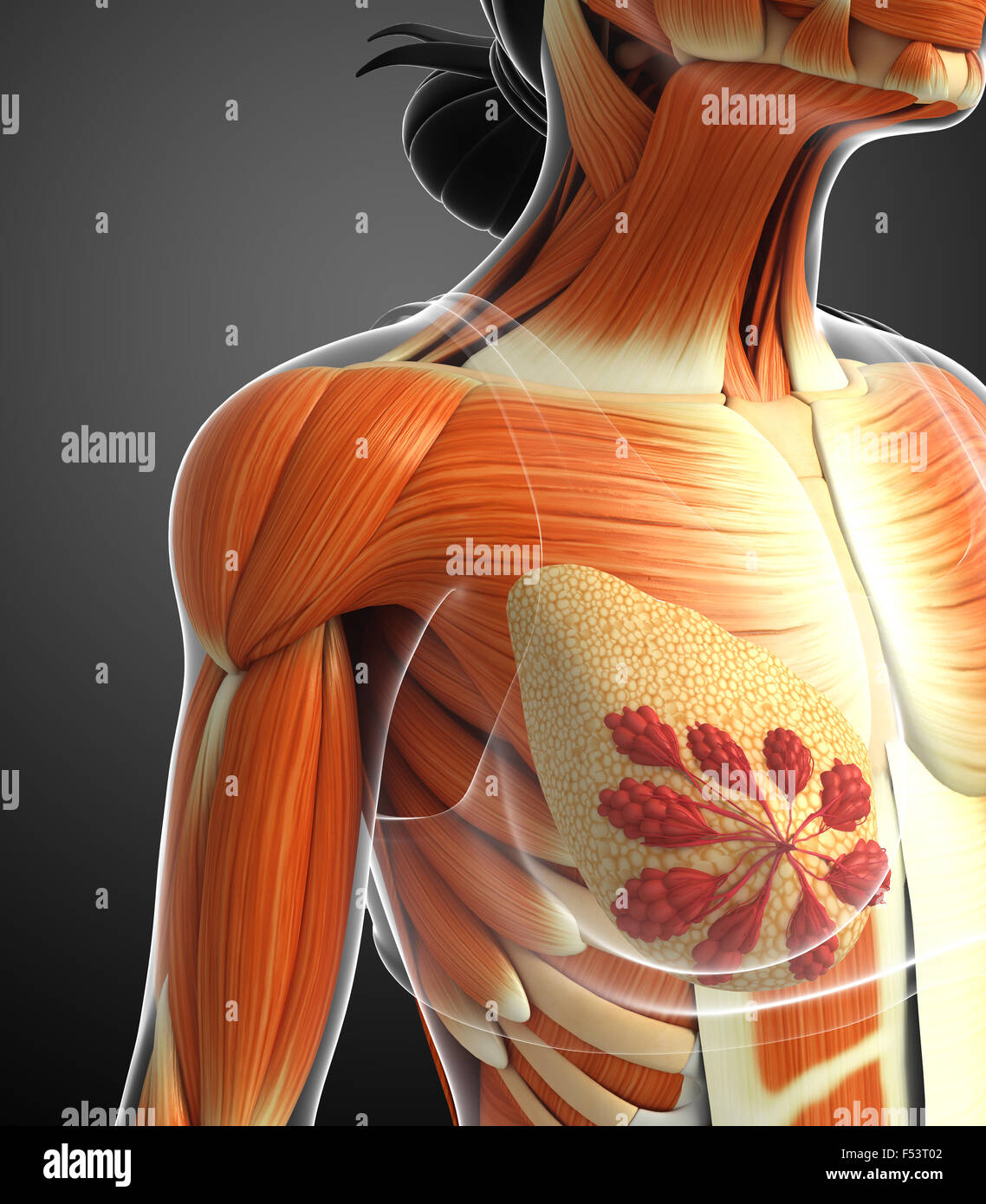 3d Rendered Illustration Of Human Body Stock Photo Alamy