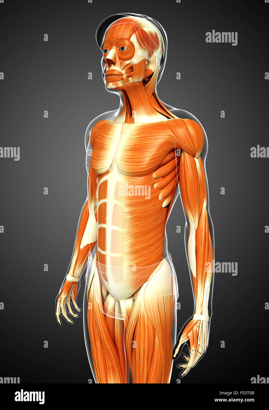 Matlab Plot Human Body 3d rendered illustration of human body Stock Photo - Alamy