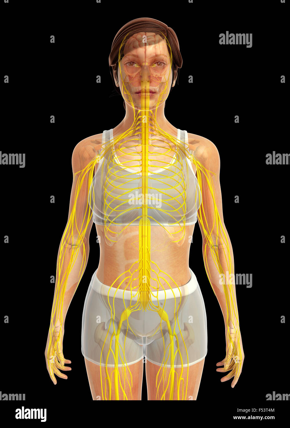 Matlab Plot Human Body 3d rendered illustration of human body Stock Photo - Alamy