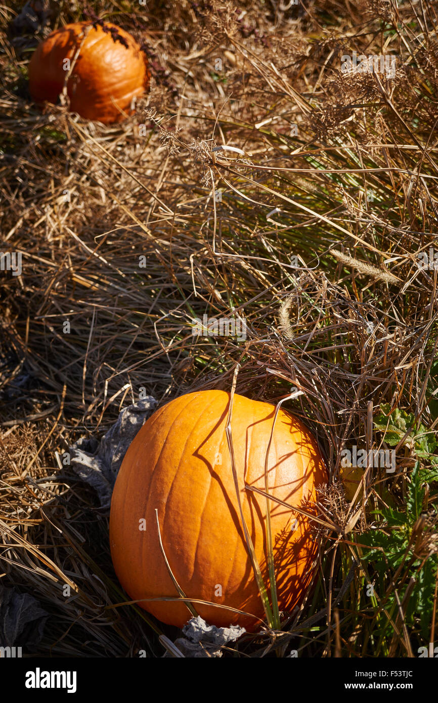 Pumpkin Patch on a local farm, Adams County, Pennsylvania, USA Stock Photo