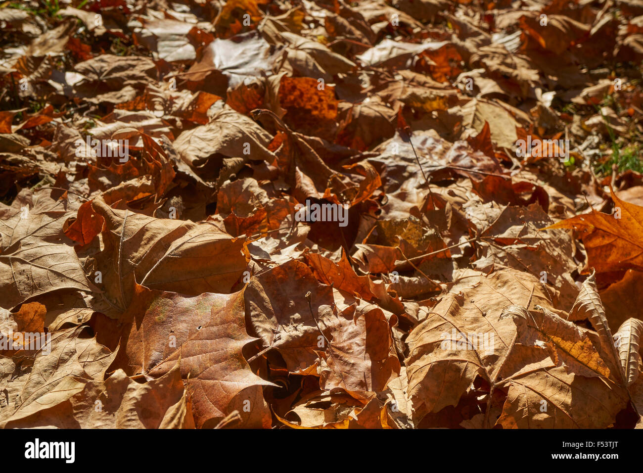 dead leaves piled on the ground, autumn in Pennsylvania, USA Stock