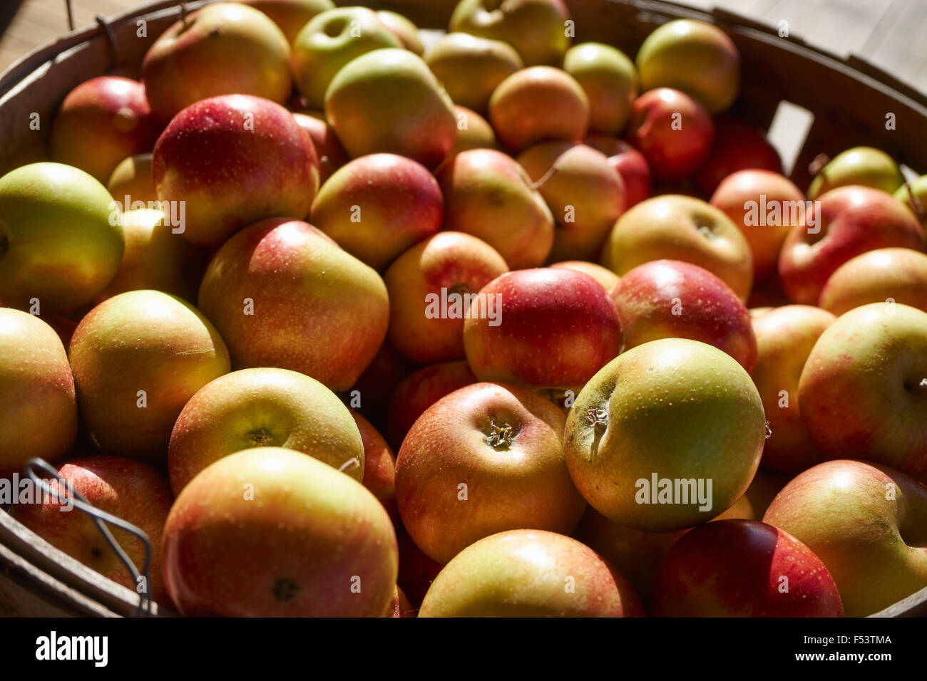 Basket of Sutton's Beauty apples at Gray Wolf Plantation, Adams County