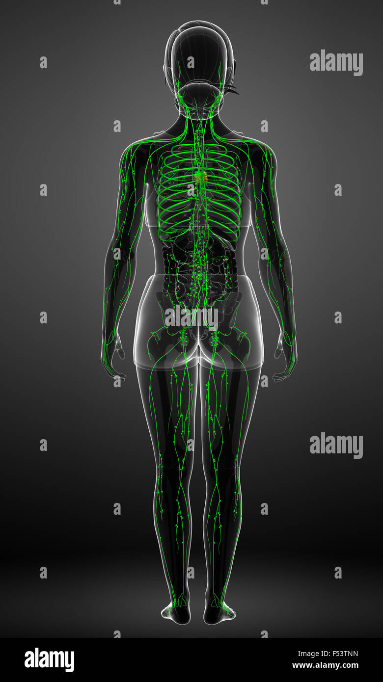 Illustration of female body lymphatic system Stock Photo