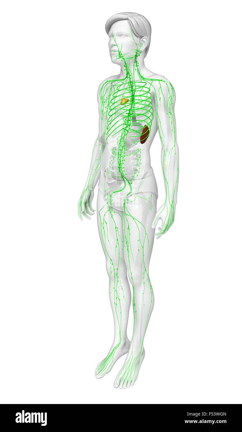 Illustration Of Male Body Lymphatic System Stock Photo Alamy