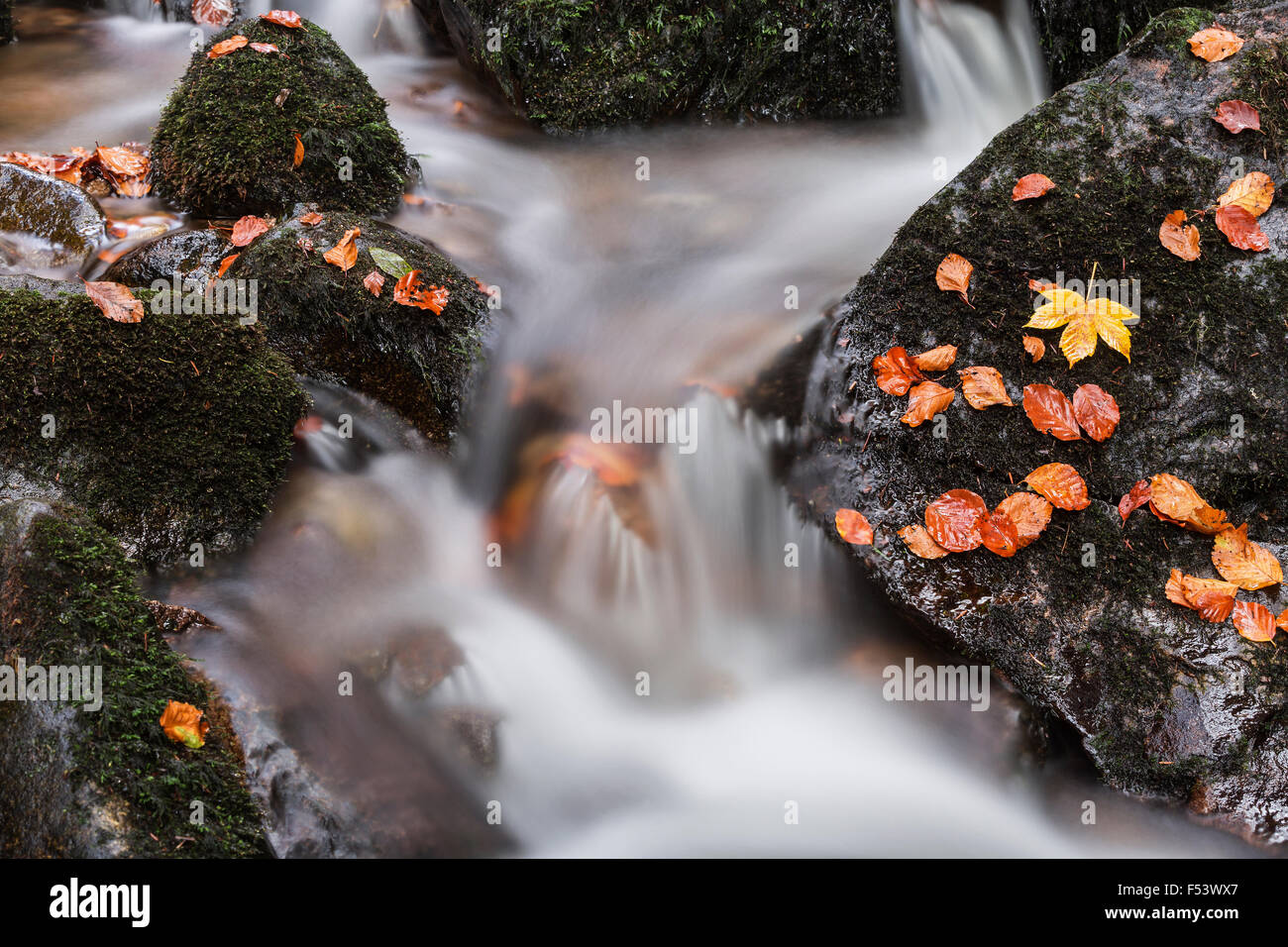 Stream flowing over stones, autumn leaves, Cascade Charlemagne, Gérardmer, La Bresse, Vosges, France Stock Photo