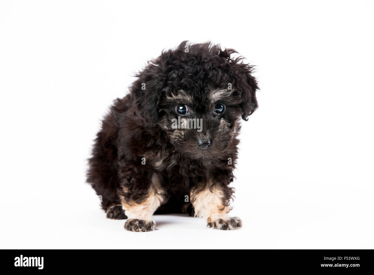 Toy Poodle, puppy, black and tan Stock Photo