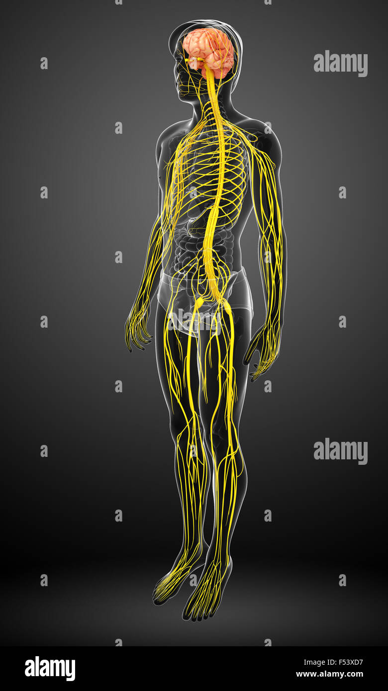 Illustration of Male nervous system artwork Stock Photo - Alamy