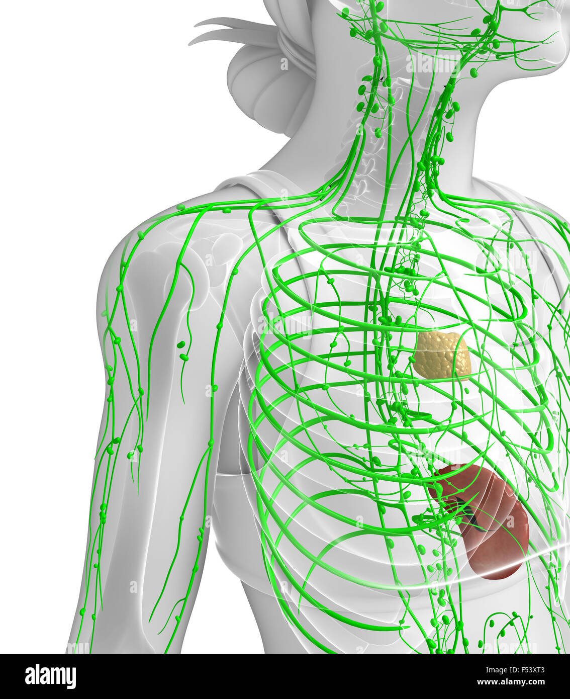 Thoracic lymph nodes hi-res stock photography and images - Alamy