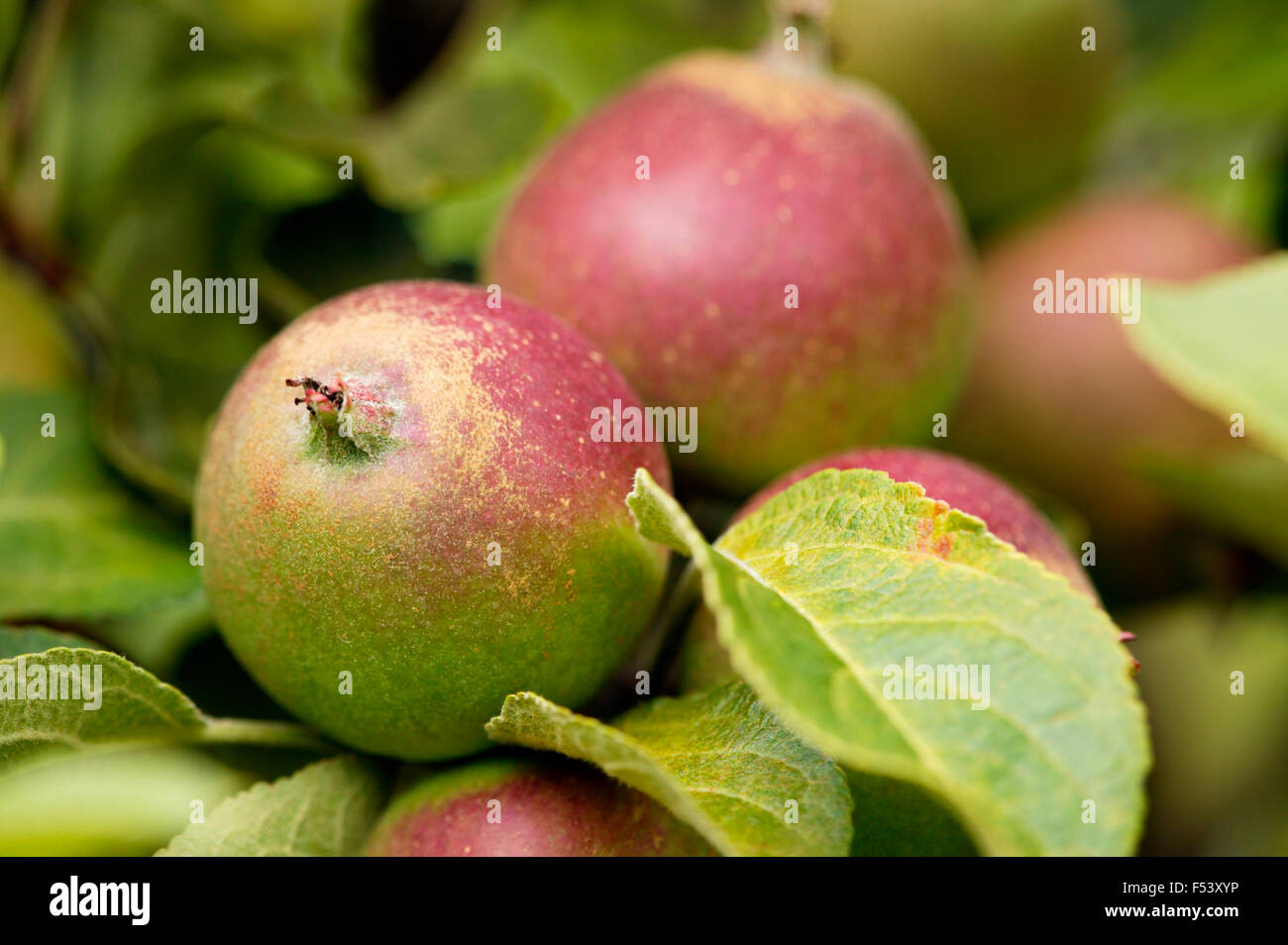 Cox's Orange Pippin Apple. Close up of fruit growing on tree branch. July. Oxfordshire UK Stock Cox's Orange Pippin Apple. Close up of fruit growing on tree branch. July. Oxfordshire UK Stock