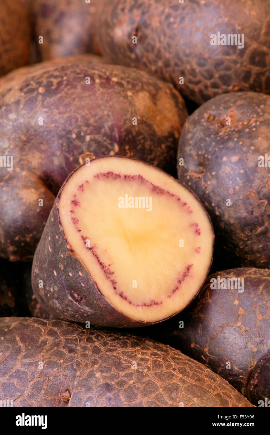 Potato Solanum Tuberosum 'Shetland Black'  Close up of potatoes Stock Photo