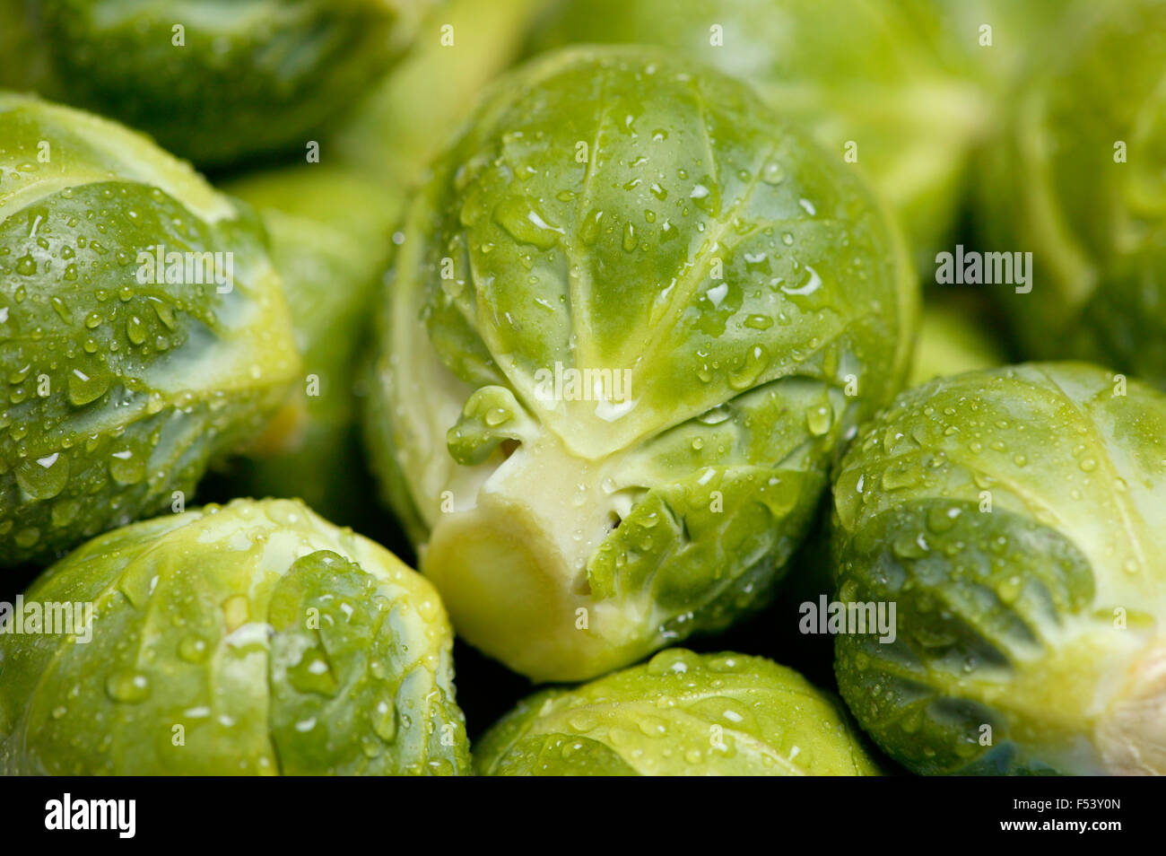 Brussel sprouts Close up of brussel sprouts freshly washed Stock Photo