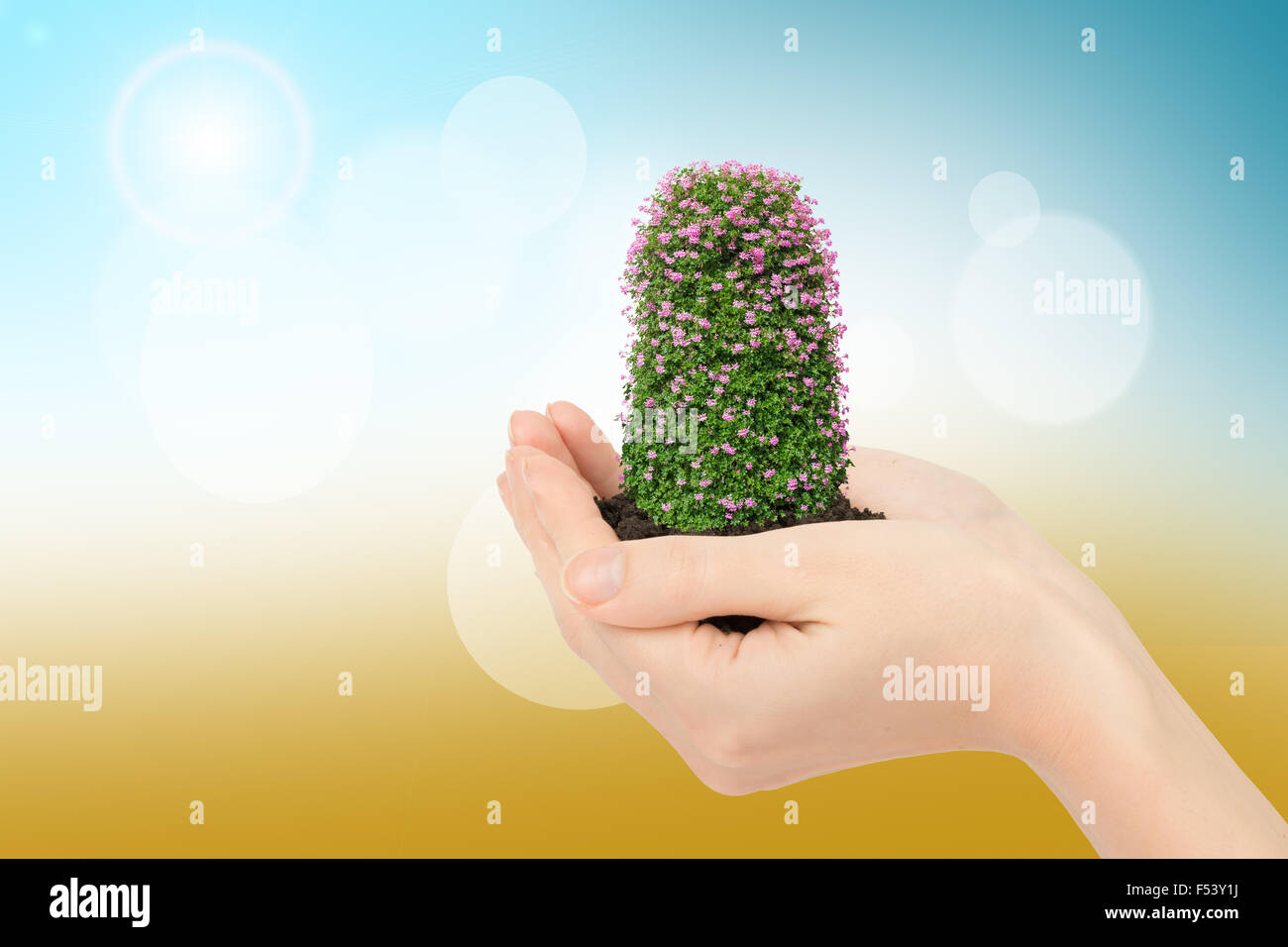 Humans hands holding flowers Stock Photo