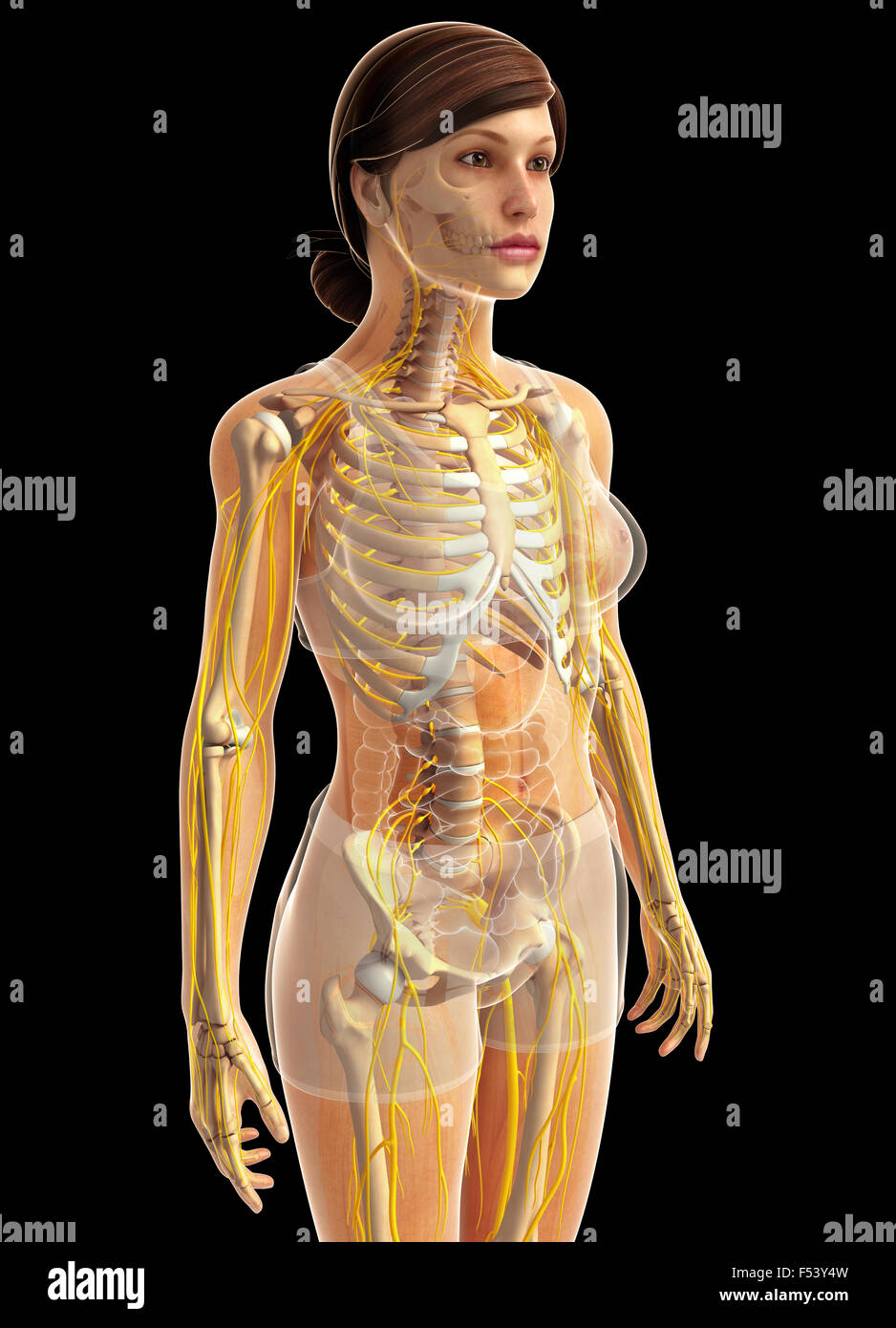 Matlab Plot Human Body 3d rendered illustration of human body Stock Photo - Alamy